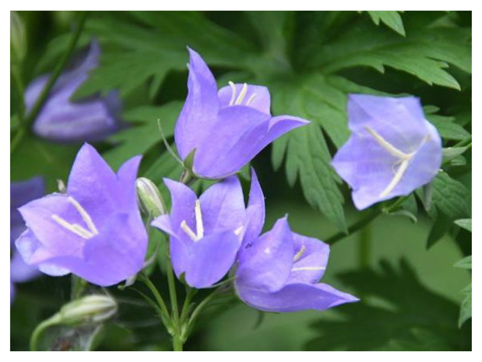 campanula