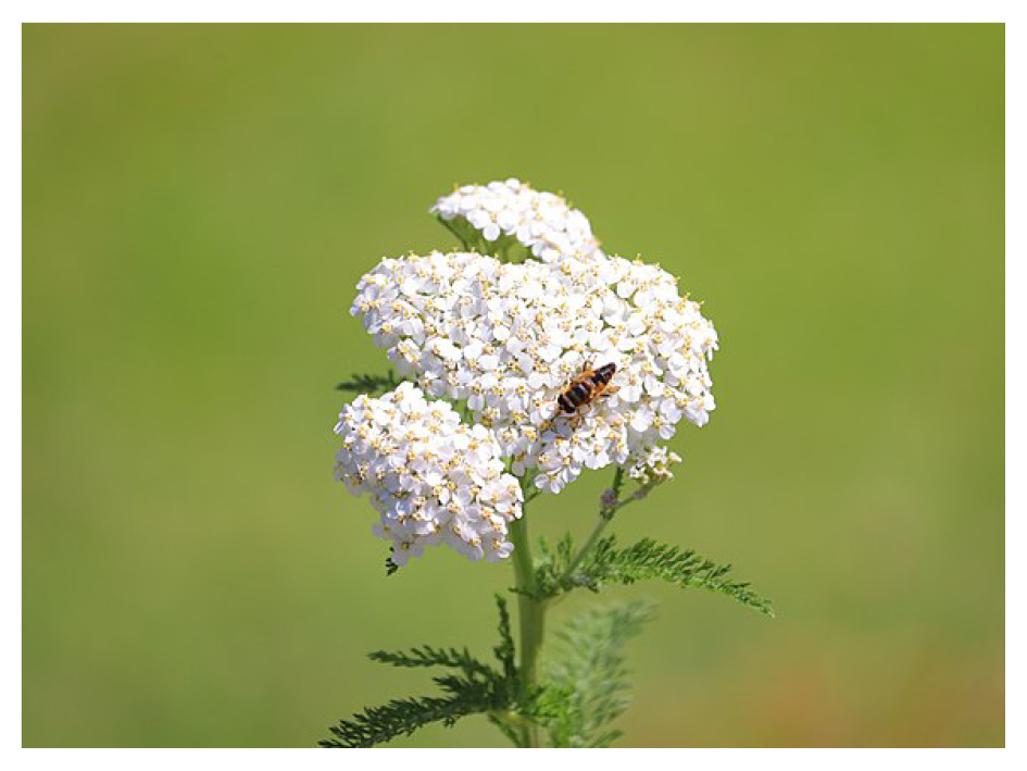 Achillea millefolium