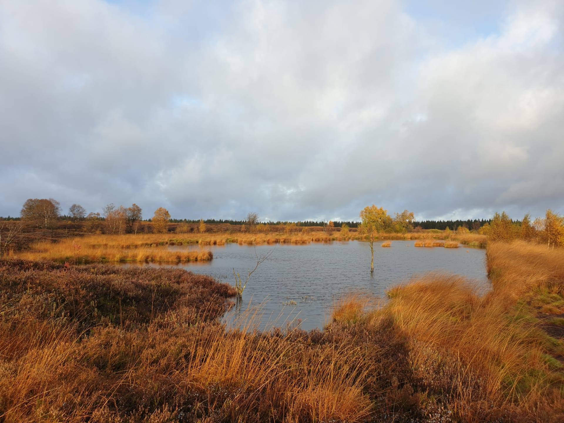 Parce Naturel des Hautes Fagnes Eifel