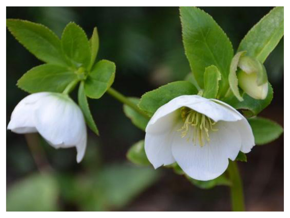 Helleborus