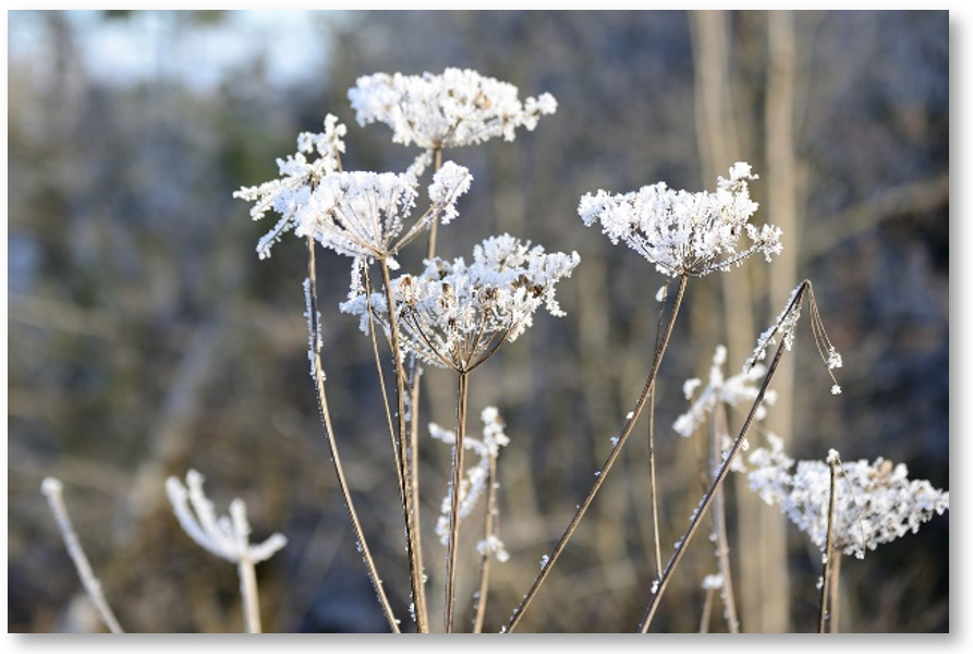 ombelles en hiver