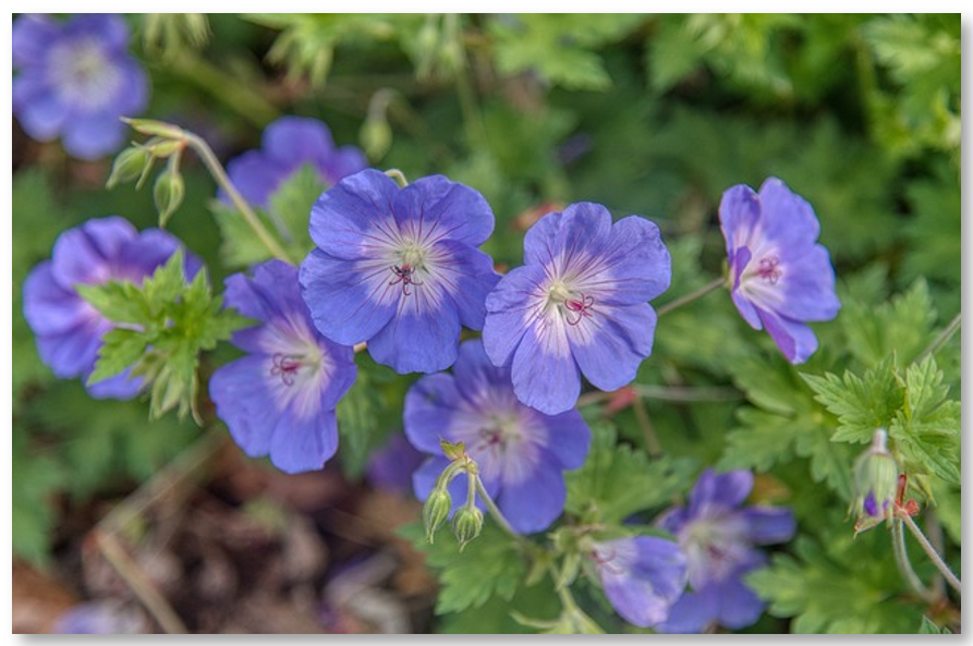 geranium