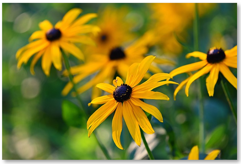 rudbeckias