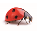 coccinelle