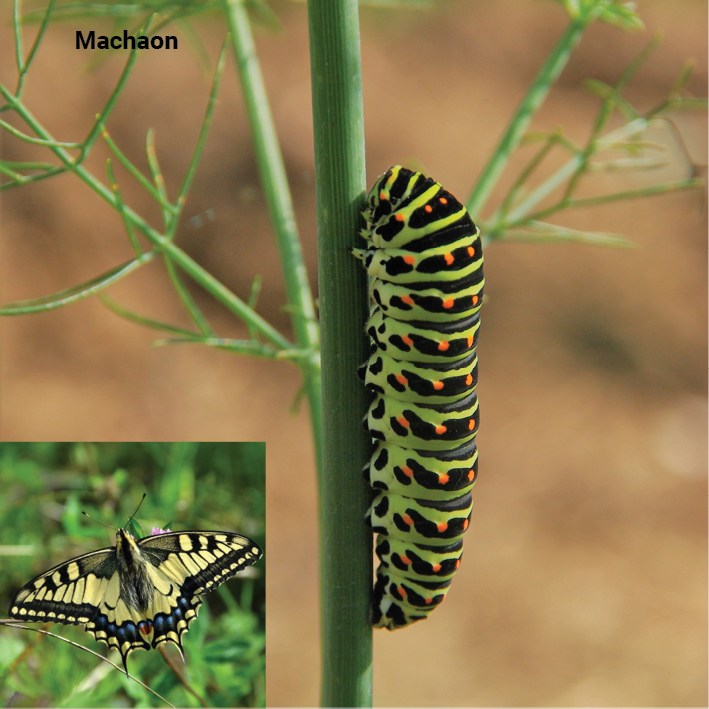 machaon