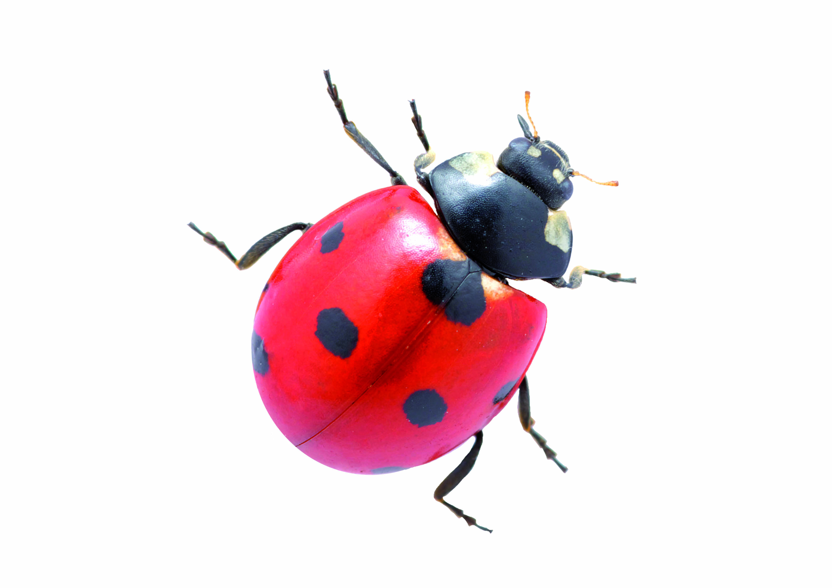 coccinelle 2