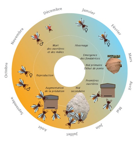 cycle de vie du frelon