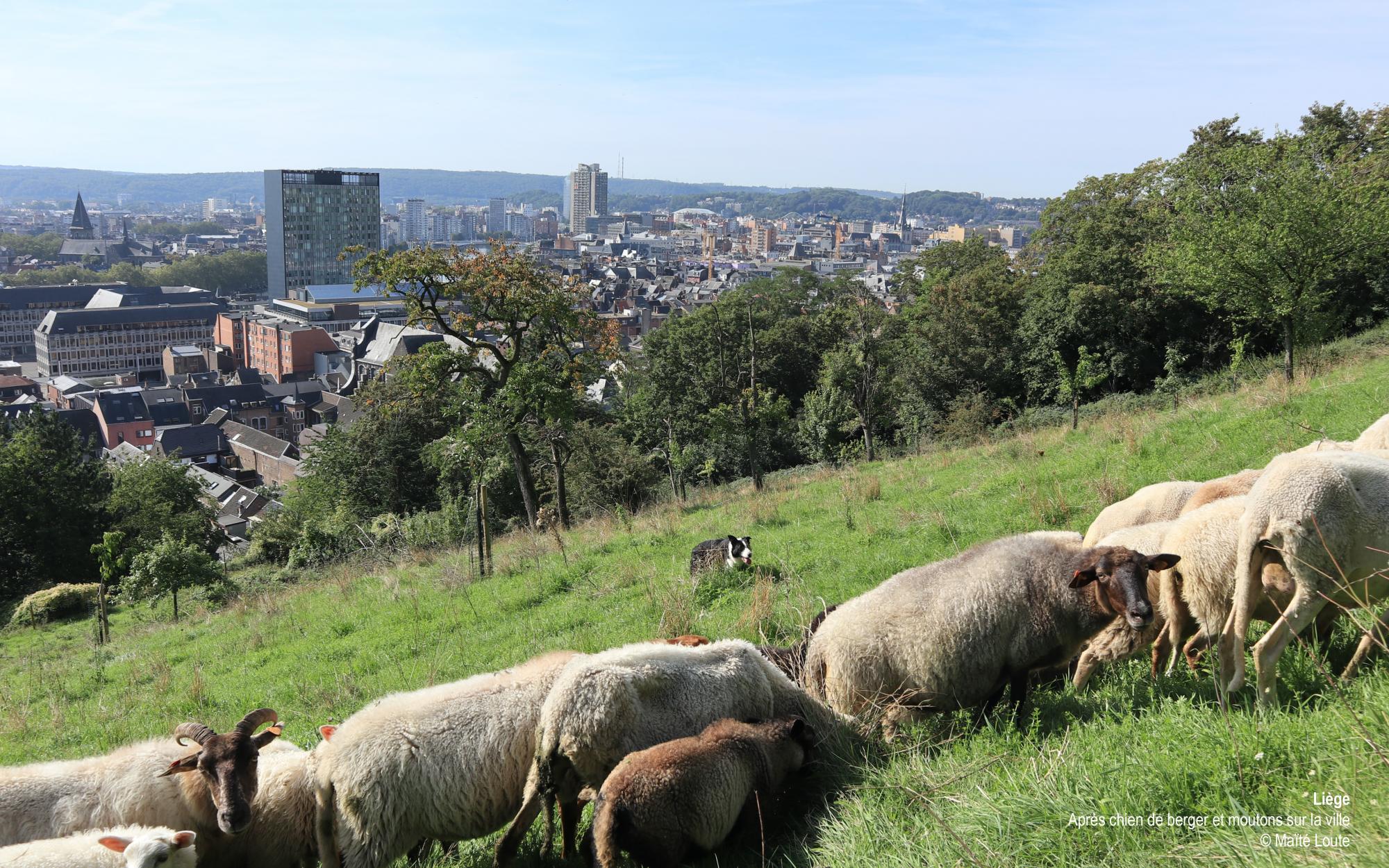 Liège - Ecopaturage sur les coteaux de la Citadelle