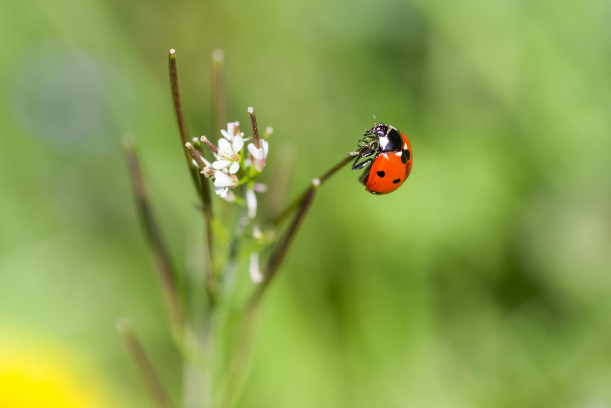 cardamine coccinelle