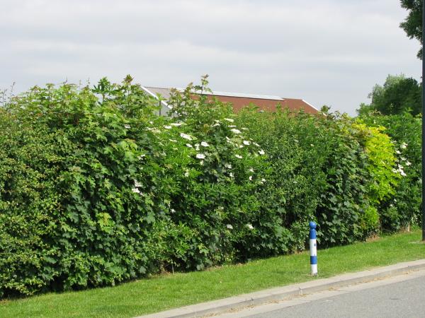 Planter une haie pour les pollinisateurs